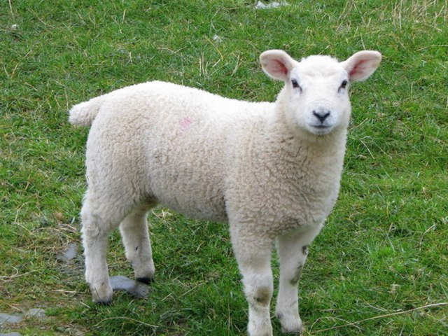 Farm  Animal  Puzzle by Estefanía Campos