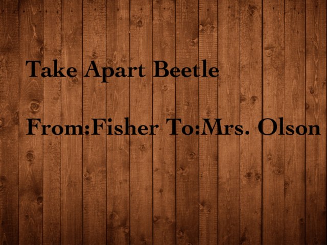 Fisher's Beetle Project by Stephanie Olson