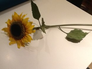 Flores y Plantas by Isabel Benito Alcubierre