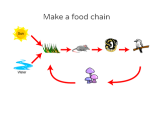Food Chain Free Activities online for kids in 8th grade by Koreen Klassen Biology Diagrams