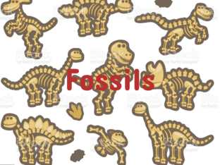 Fossils (Copy) by Lexie Ferrese