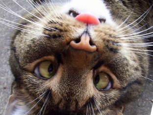 Funny Cat by Jodie Tranter