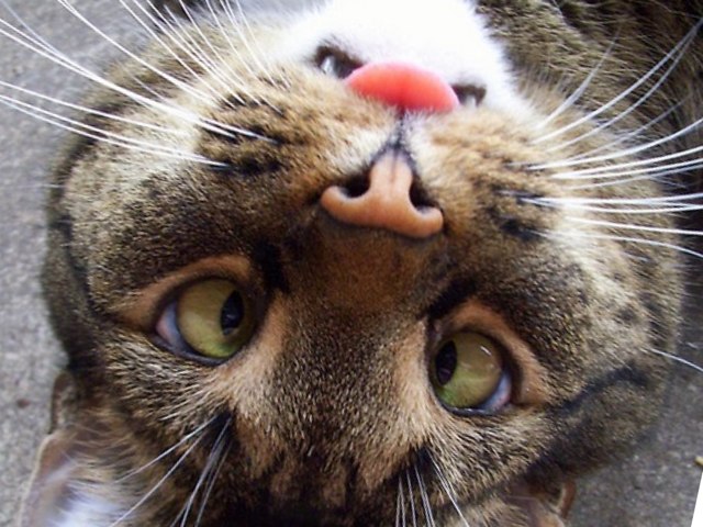 Funny Cat by Jodie Tranter