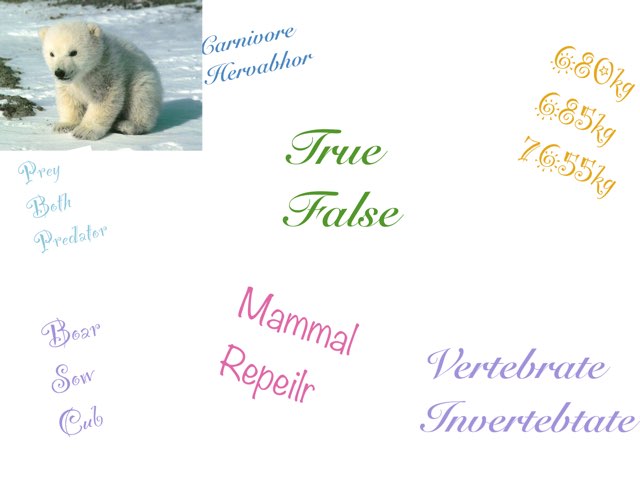 Polar bear by Tracy Bye