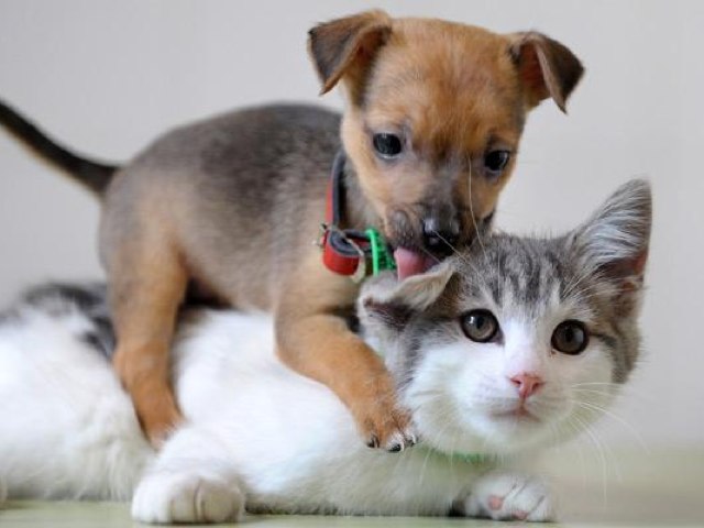 Well this is my dog sanely and my cat 
Emily
 by Candy Carter