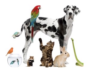 Can you find these pets? by Amy keup