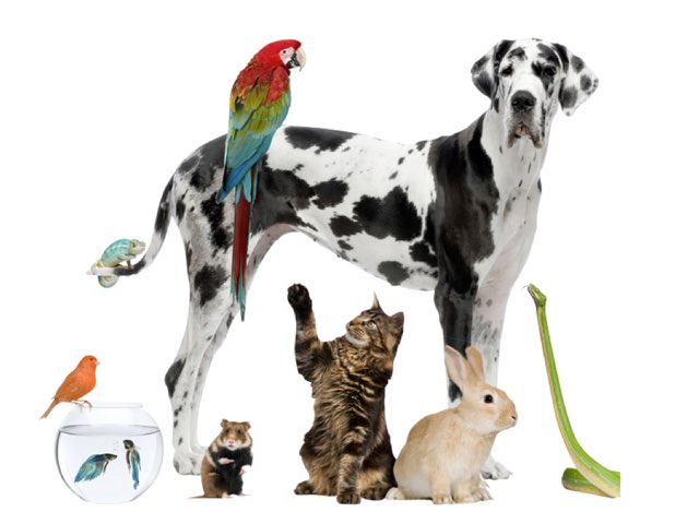 Can you find these pets? by Amy keup