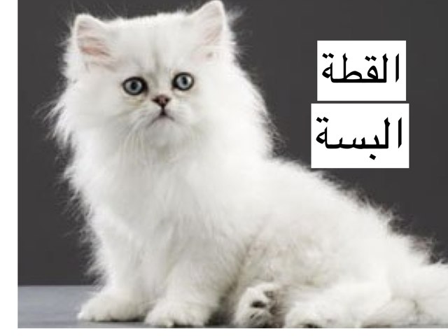 البسة            ديما by Dima Afifi