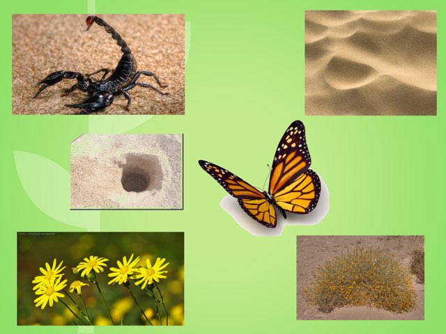 خبره البر صور الحصيلة
 by Annan ae