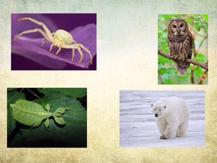 For. The book "camouflage" by Rosanna Fry