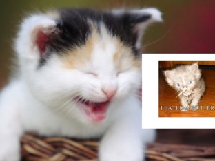 More funny cats by Jodie Tranter