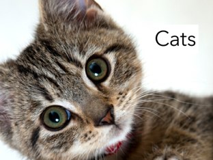 Learn all about the adorable and cute kittens bye bye for now or should I say bye bye for meow!!!!!!! by Karen Novak