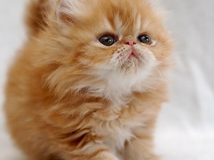 Cats by Jodie Tranter