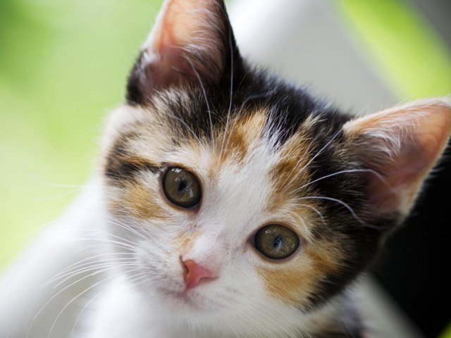 Just a test game for creation by Eric Halfmann