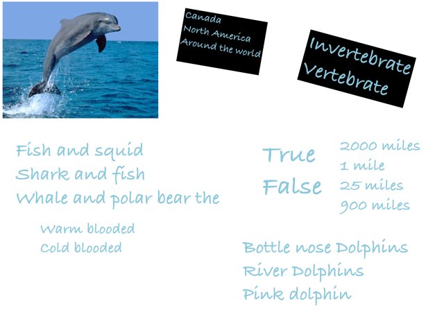 Dolphin Quiz by Tracy Bye