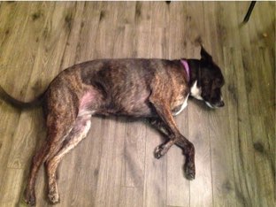 Ma chienne kaya et ses parties du corps. by Natalie Stewart