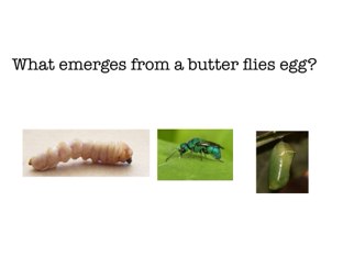 Kabir Butterfly Game by PS 313