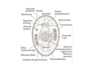Gioco 8 by Simone Contini