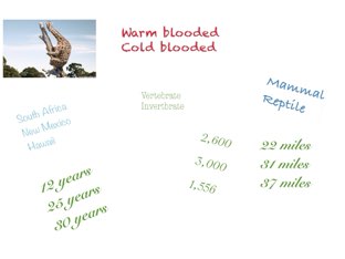 Giraffe by Tracy Bye