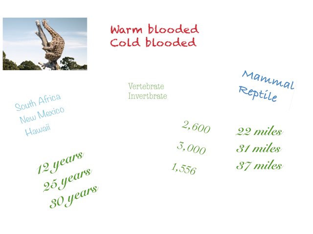 Giraffe by Tracy Bye