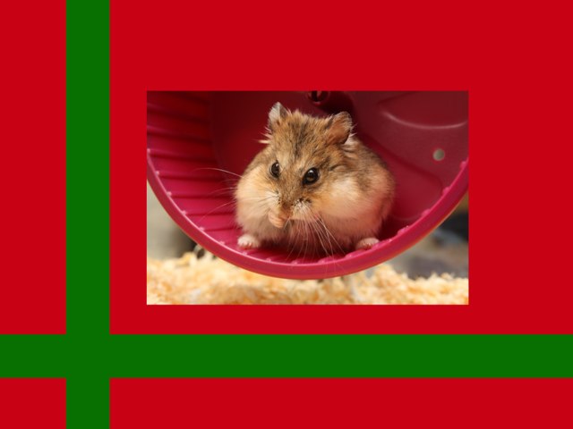 Hamster by Marc Soria