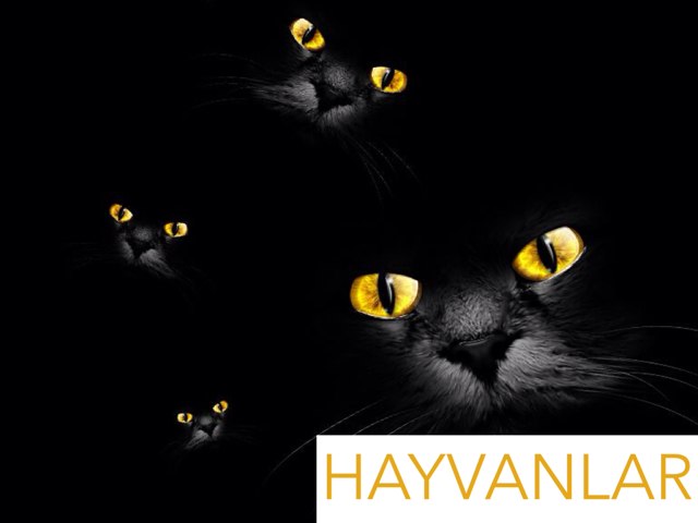 Hayvanlar by Emi Cer