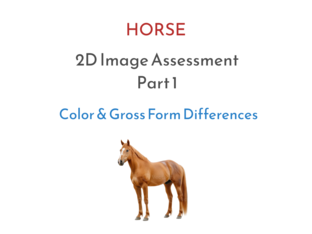 Horse 2D Image Assessment Part 1 by Amy Shepherd