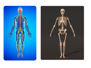How does the human body work by Seth Maina