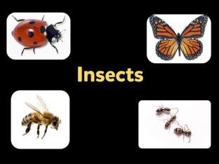 Insects by Theresa Lord