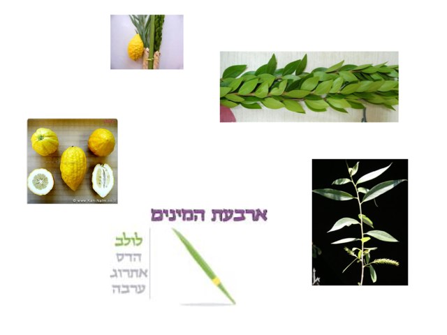 Joshua's Sukkot by Nadine Linton