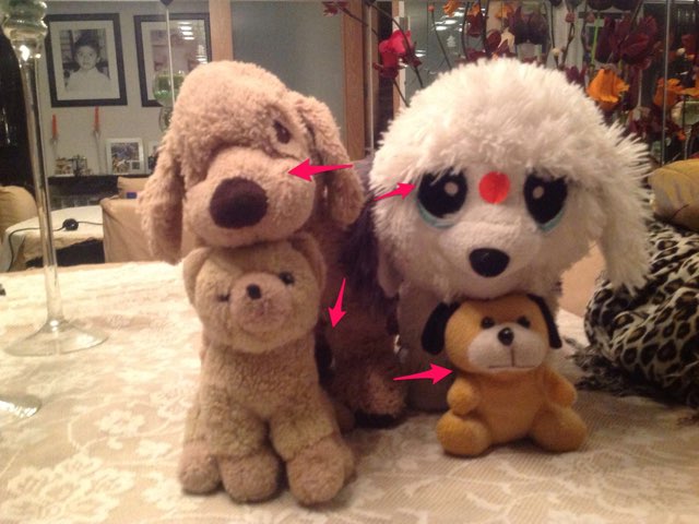 Perros y gatos by Rosario Ramirez