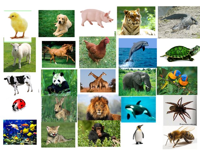 Tablero de vocabulario animales
 by Carmen Alberto