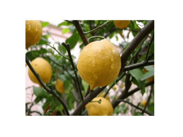 Limonero by Valeri Siré