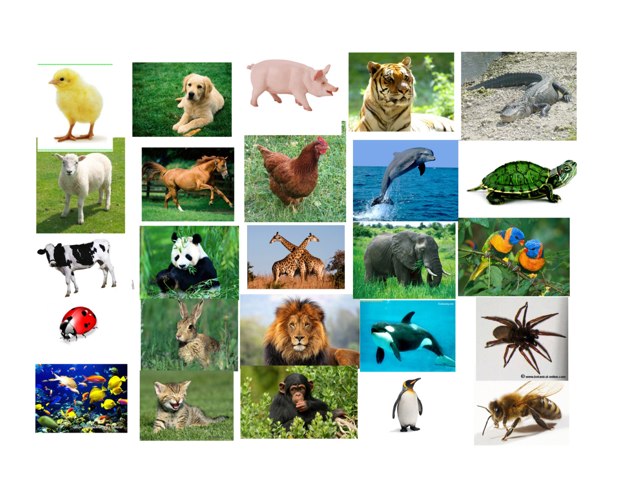 Busca animales
 by Carmen Alberto