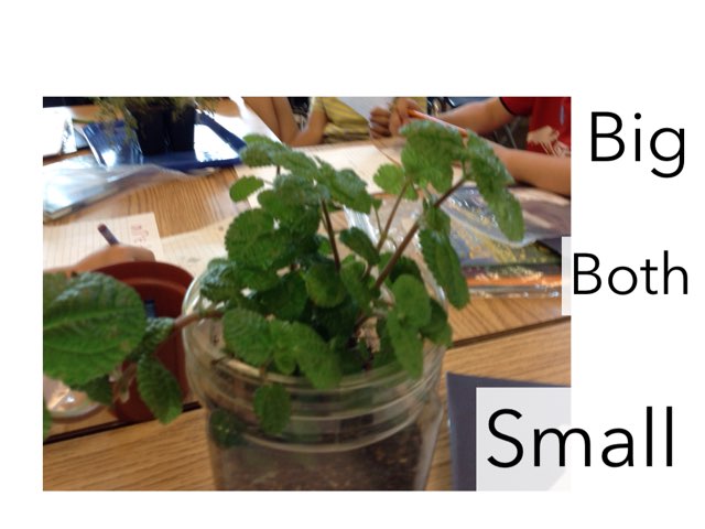 Kevin's Plant Book by Colleen Kanemoto