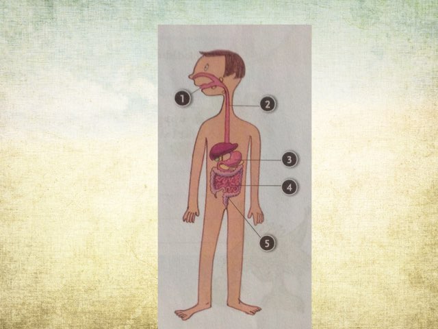 Kroppens delar by Maria lindqvist