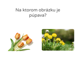 Kvietky by Tinka Skácalová