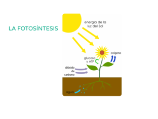 LA FOTOSINTESIS by PILAR DIAZ NARANJO