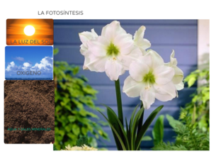 LA FOTOSÍNTESIS by PILAR DIAZ NARANJO
