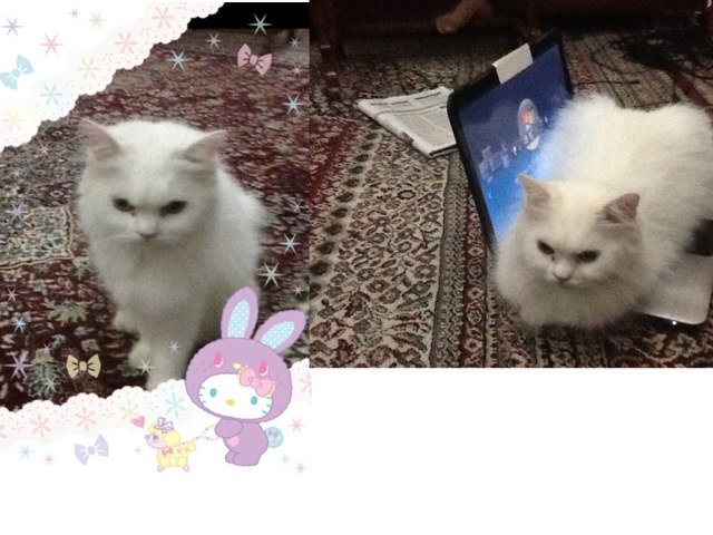 LUNA IS CUTE!!!!!!  by Lunalover Toys