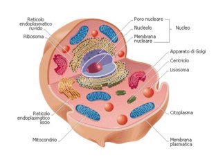 La Cellula Animale by Lorenzo Dig