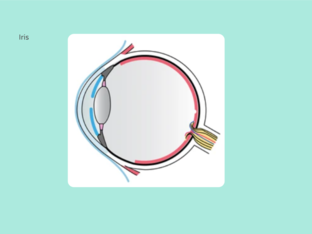 Label the eye! Free Activities online for kids in 9th grade by Latoya ...