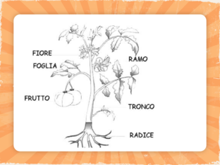 Le parti dell'albero by Lorenza De Micheli