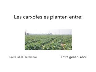 Les carxofes i les plantes by CEIP Angel Esteban Benicarló