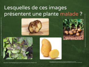 Les maladies des plantes by SAAC FSAA Université Laval