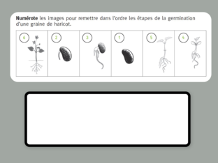 Les étapes de la germination du haricot by Sophie Daval