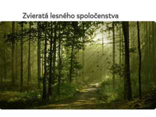 Lesné spoločenstvo  by Lucia Mazùchovà