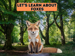 Let's Learn About Foxes by Erin