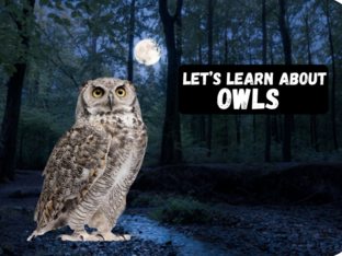 Let's Learn About Owls by Erin