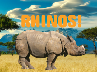 Let's Learn about Rhinoceroses by Erin